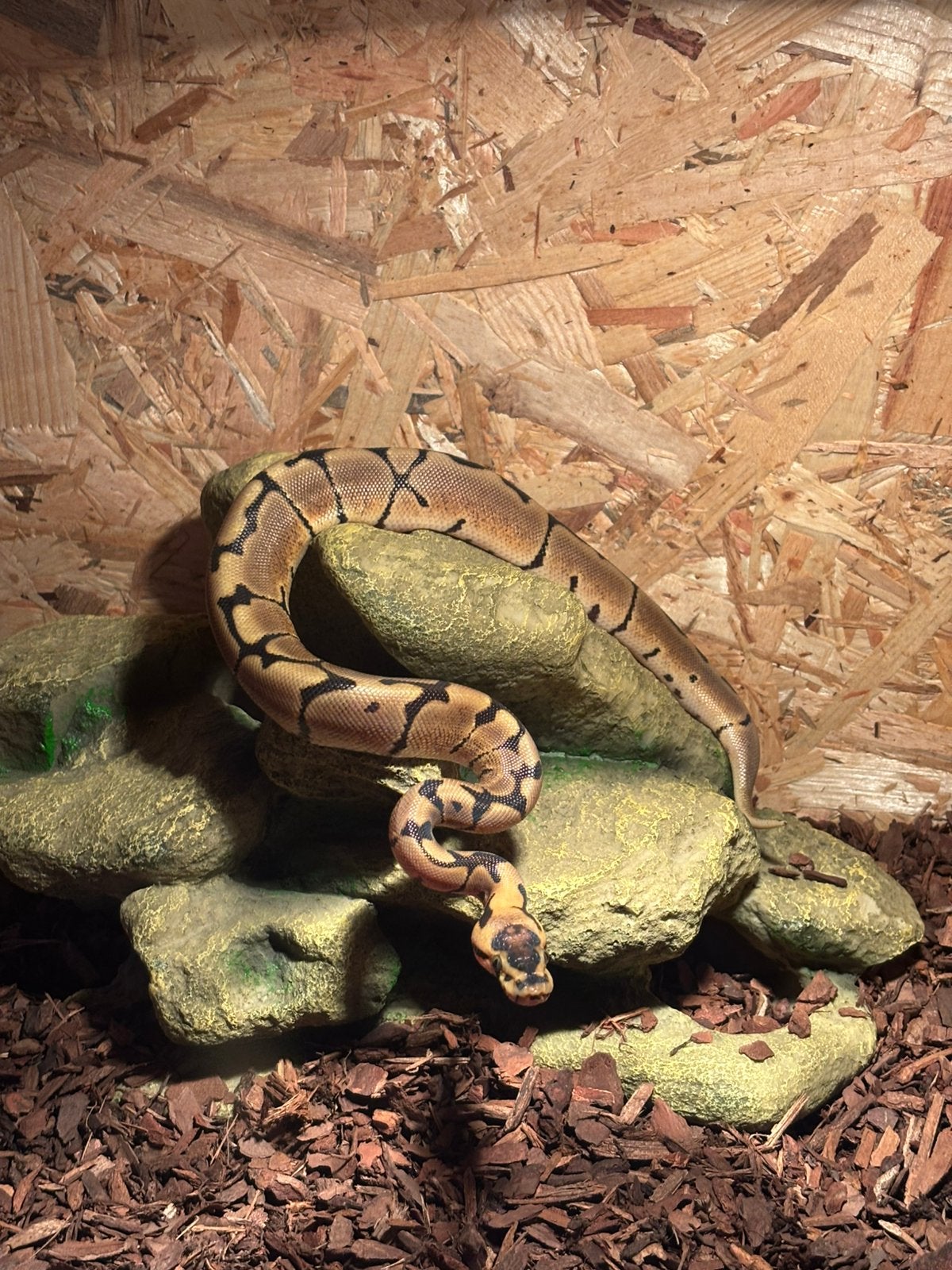Koningspython Ball Python - unknown for sale from Jahnilo Wiegel
