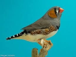 zebravinken 2026, Meerdere dieren, Tropenvogel