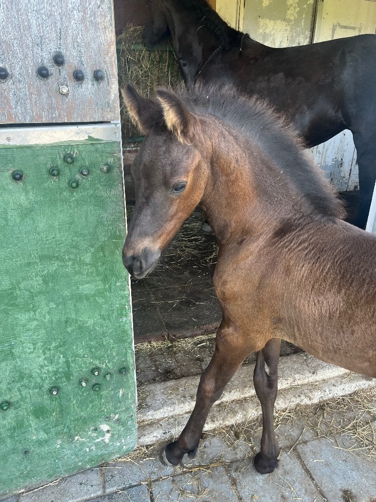 Poulain frison avec beaucoup de luxe, Cheval de dressage, Moins de 160 cm, Étalon, 0 à 2 ans