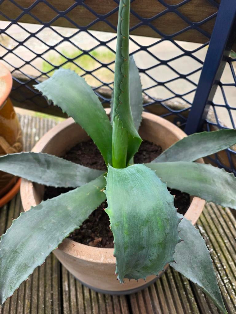 Agave, Enlèvement