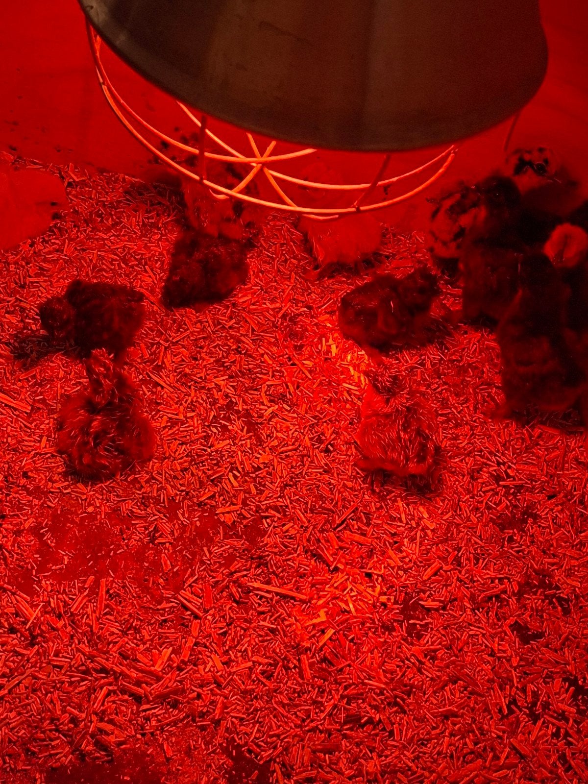 zijdehoentjes, Dieren en Toebehoren