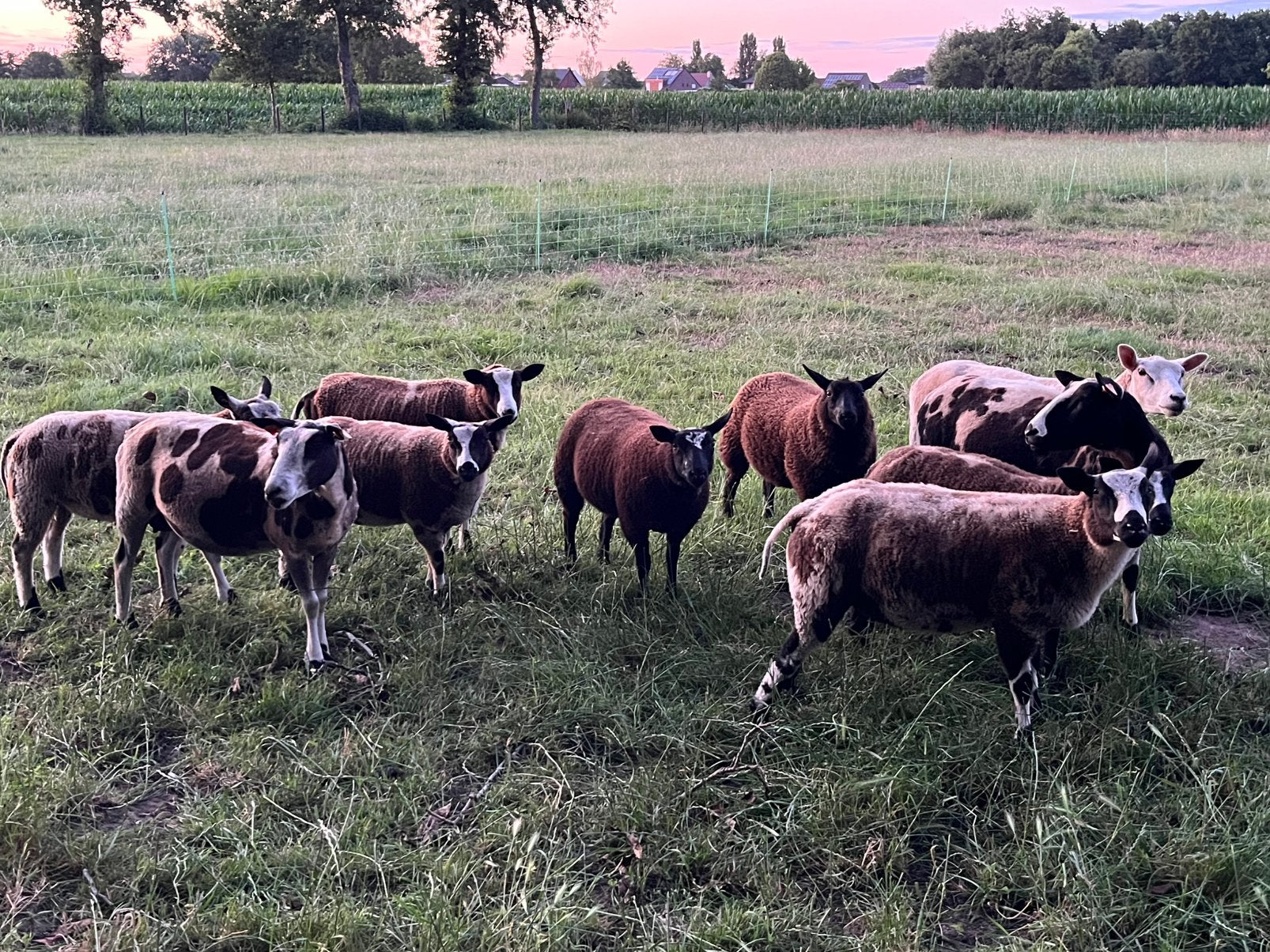 Lammeren, Plusieurs animaux, Mouton, 0 à 2 ans