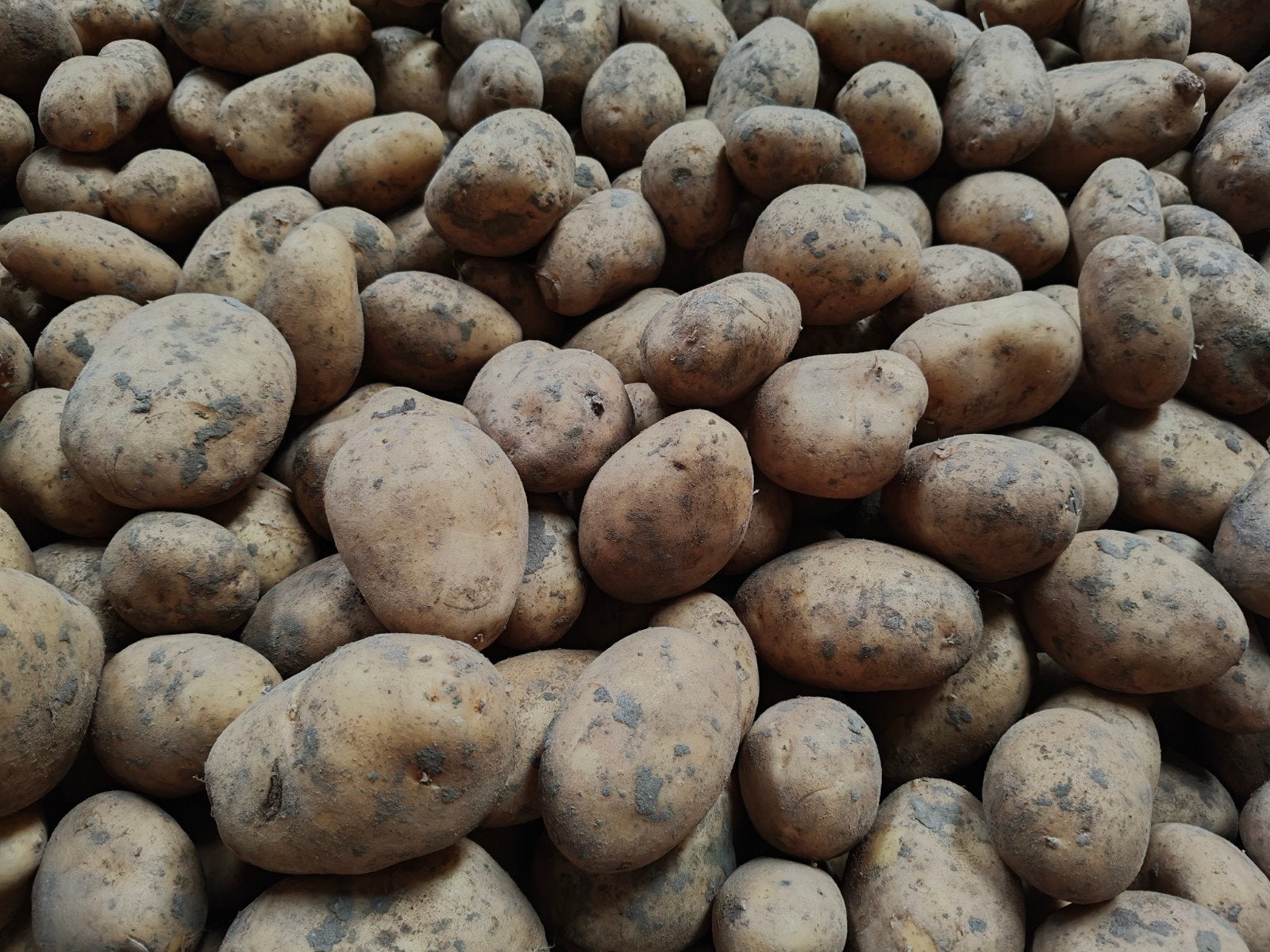 Bintje aardappelen 30ton, Enlèvement