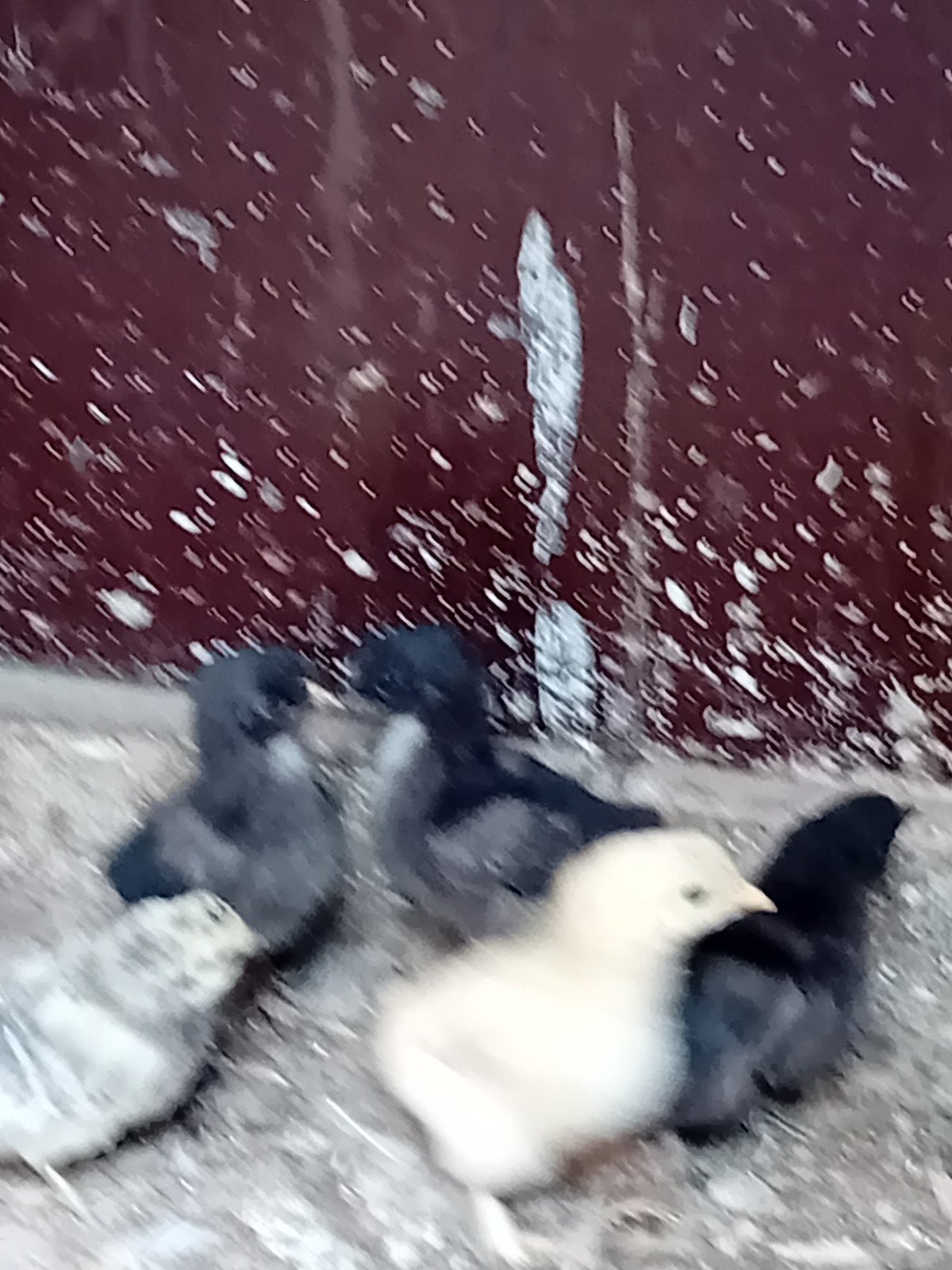 Poussins âgés d'une semaine, Sexe inconnu