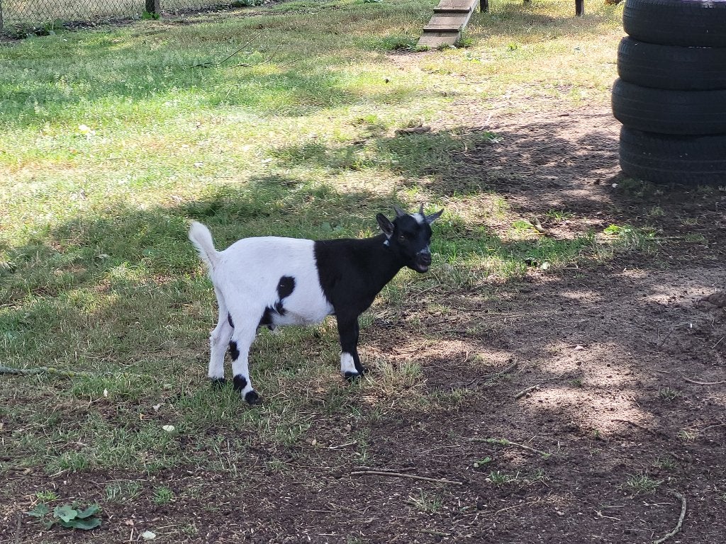 kleine geiten, Plusieurs animaux, Chèvre, 0 à 2 ans