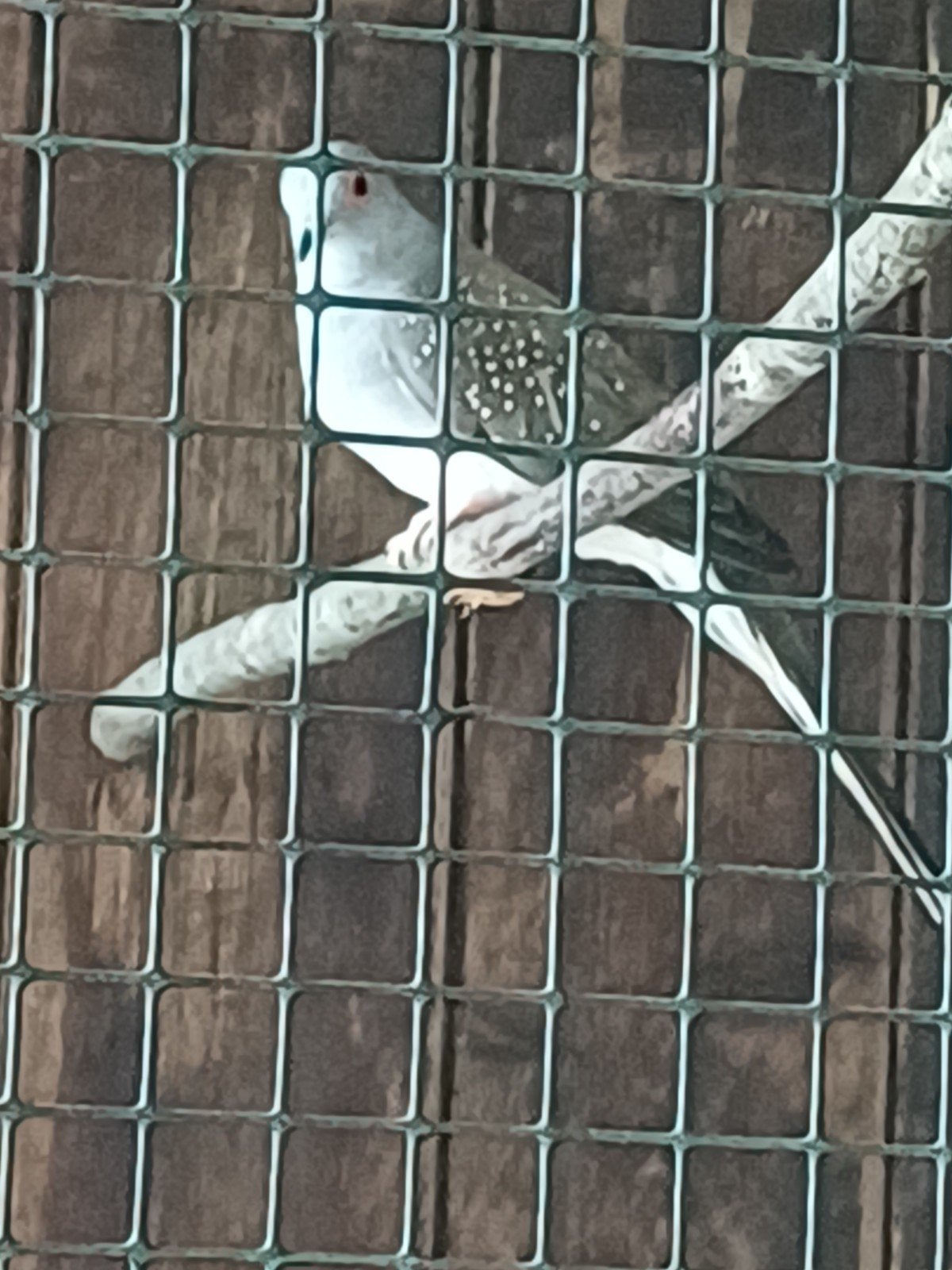 Diamantduif pop, Vrouwelijk, Tropenvogel