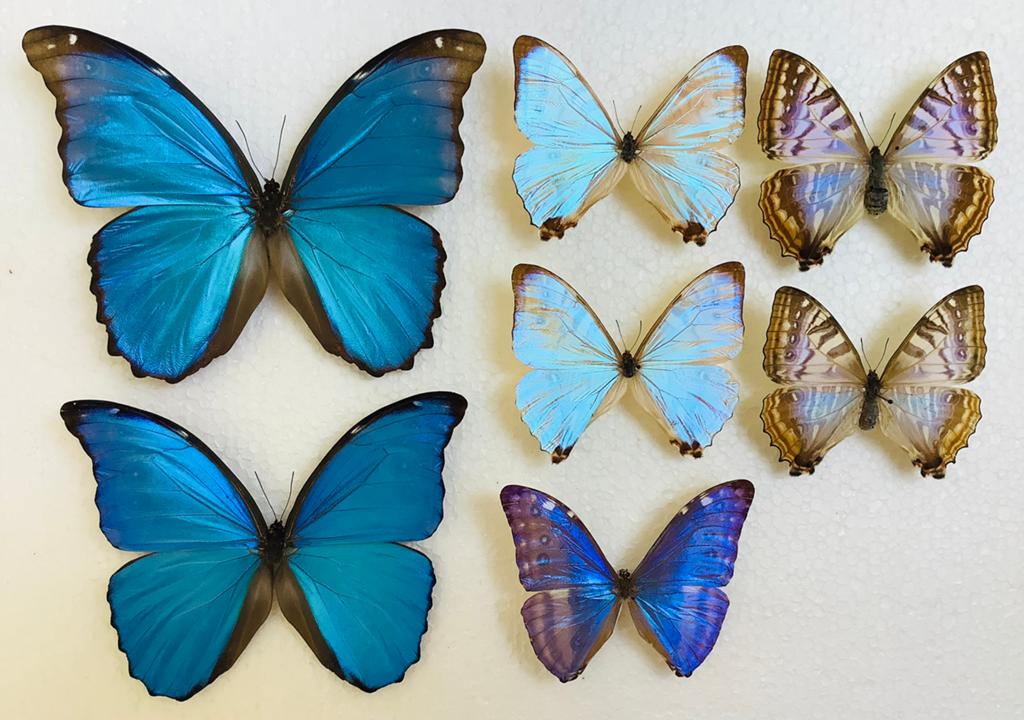Diverse Morpho vlinders, Ophalen of Verzenden, Zo goed als nieuw