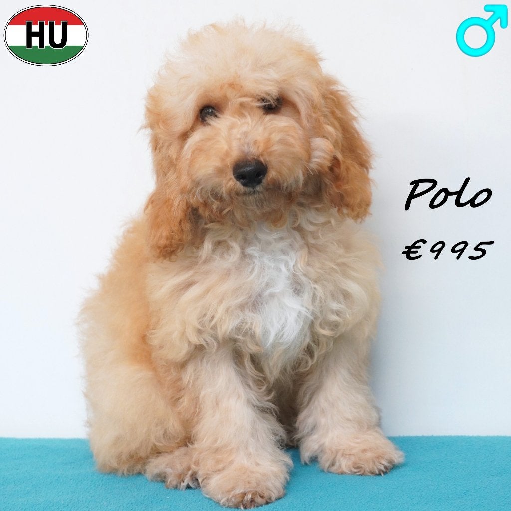 Polo & Poppy - X Caniches chiots à vendre, 15 semaines à 1 an, Caniche, Hépatite contagieuse (maladie de Rubarth), Plusieurs animaux