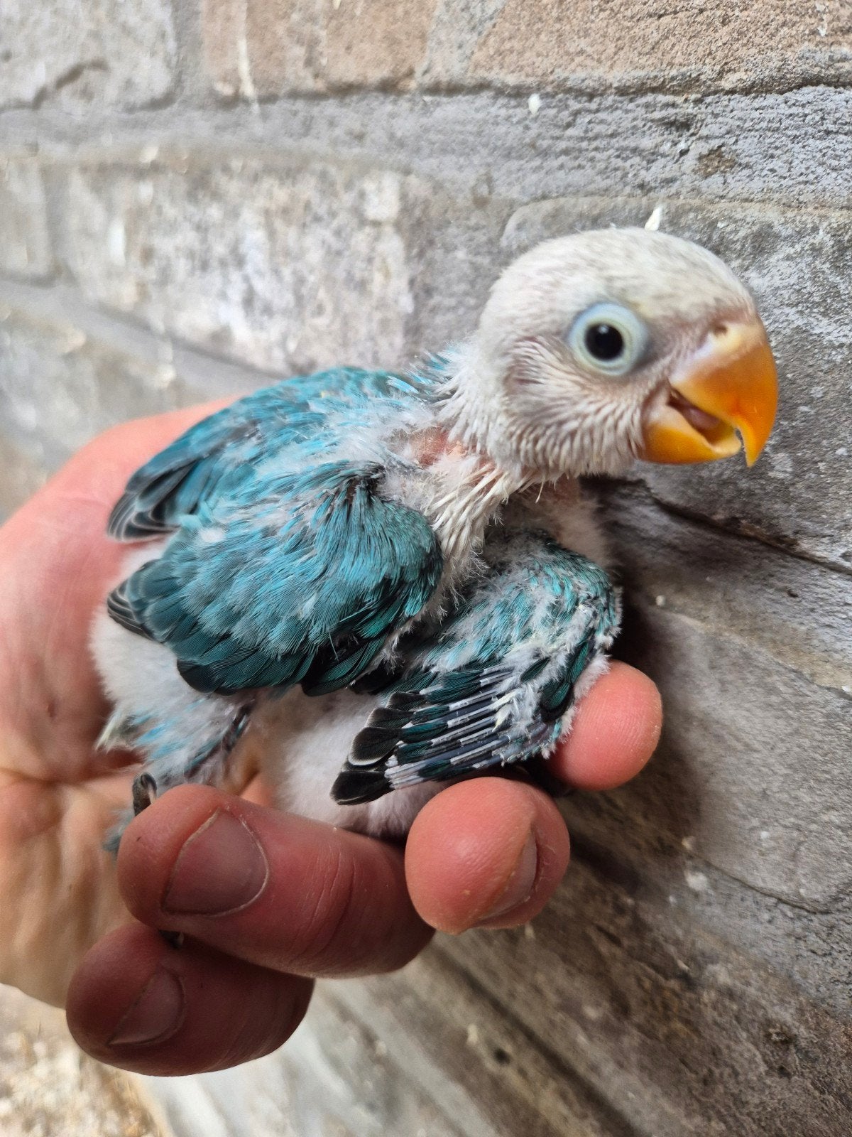 Agapornis fischeri voor handopfok, Dieren en Toebehoren, Vogels | Parkieten en Papegaaien, Meerdere dieren, Dwergpapegaai of Agapornis