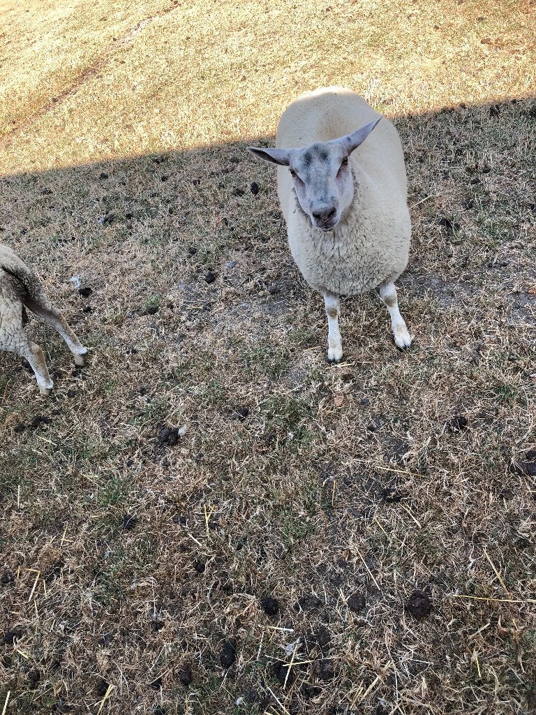 Kweekooien, Meerdere dieren, Schaap, 0 tot 2 jaar