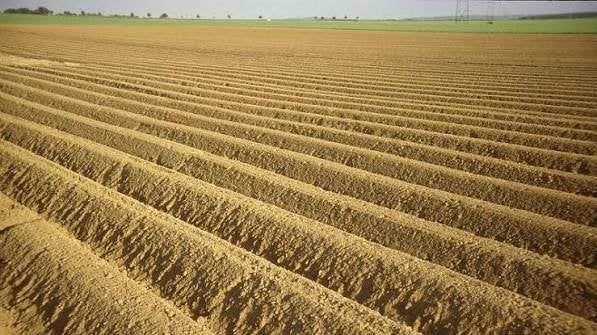 Parcelle pour pommes de terre 2027 (27ha), Enlèvement