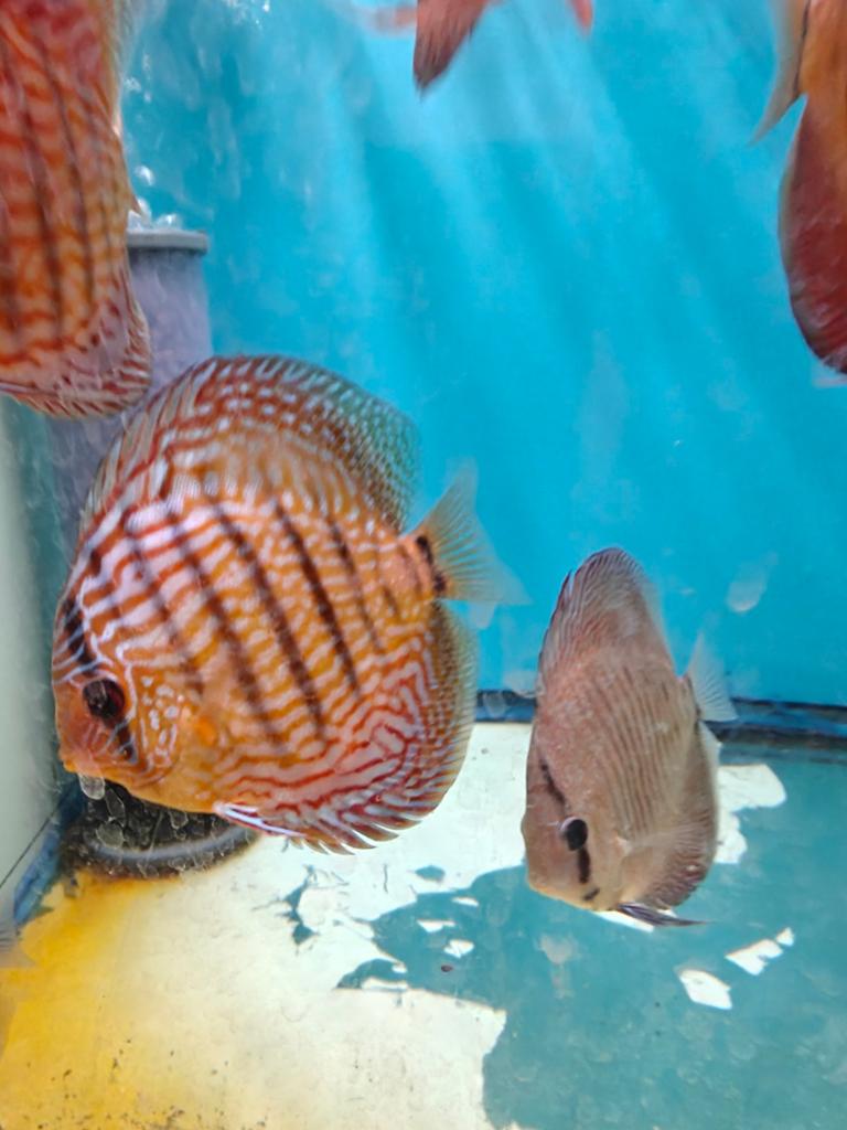Discuskwekerij MadouDiscus Averbode, Dieren en Toebehoren, Vissen | Aquariumvissen, Vis, Zoetwatervis, Schoolvis