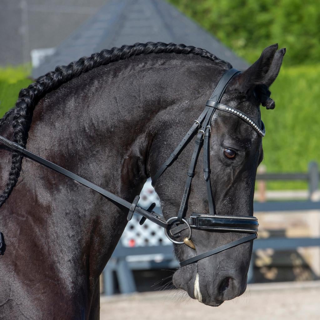 Friese merrie geschikt voor paardrijden, dressuur, mennen., Dieren en Toebehoren, Paarden, Merrie, Dressuurpaard, L, Met stamboom