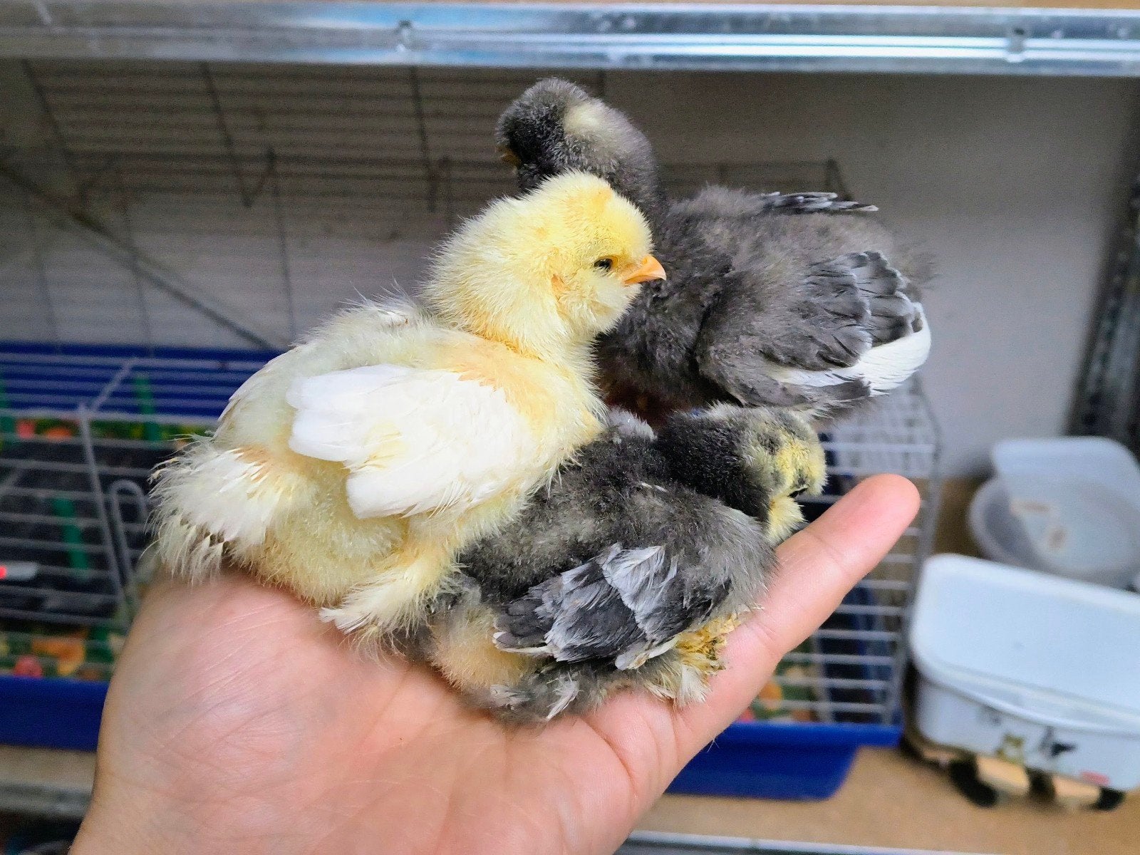 3 kuikens USA zijdehoenders satin, Dieren en Toebehoren, Geslacht onbekend, Kip