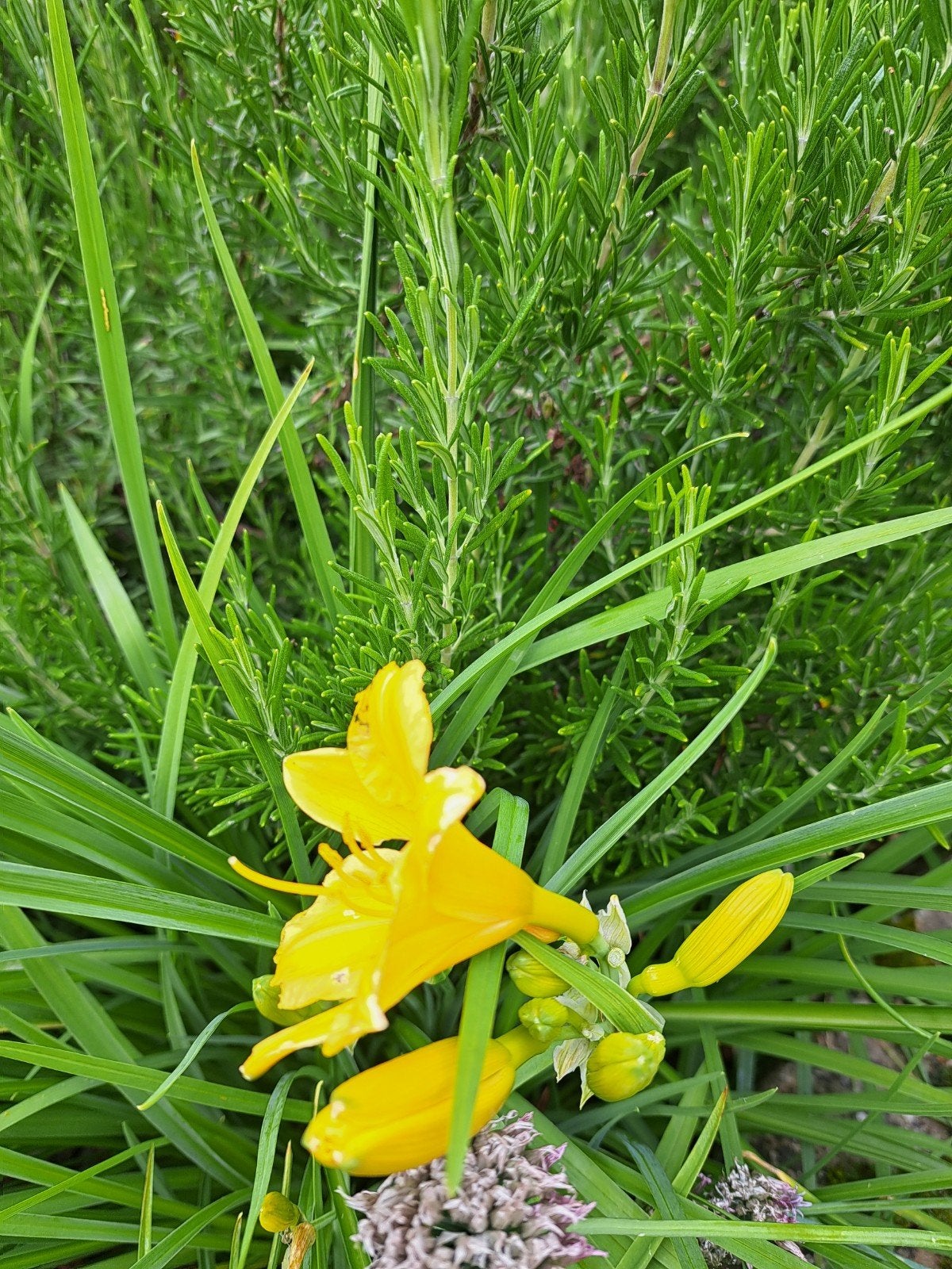 Lelies,,gele bloem,grote potten, Ophalen
