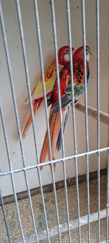 PRACHT ROSELLA ROOD EN LUTINO, Meerdere dieren, Parkiet, Geringd