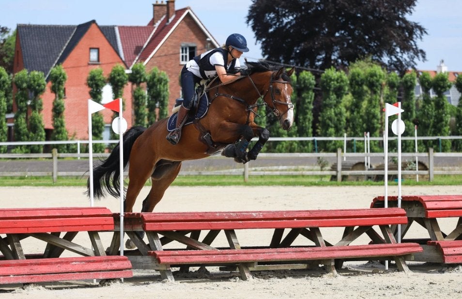 7 jarige eventing ruin, Springpaard, Met stamboom, Ruin, L