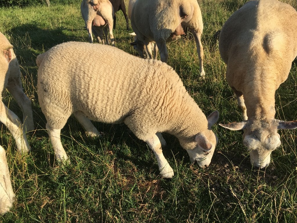 2 jonge ooien ( 170 euro / stuk ), Dieren en Toebehoren, Vrouwelijk, Schaap, 0 tot 2 jaar