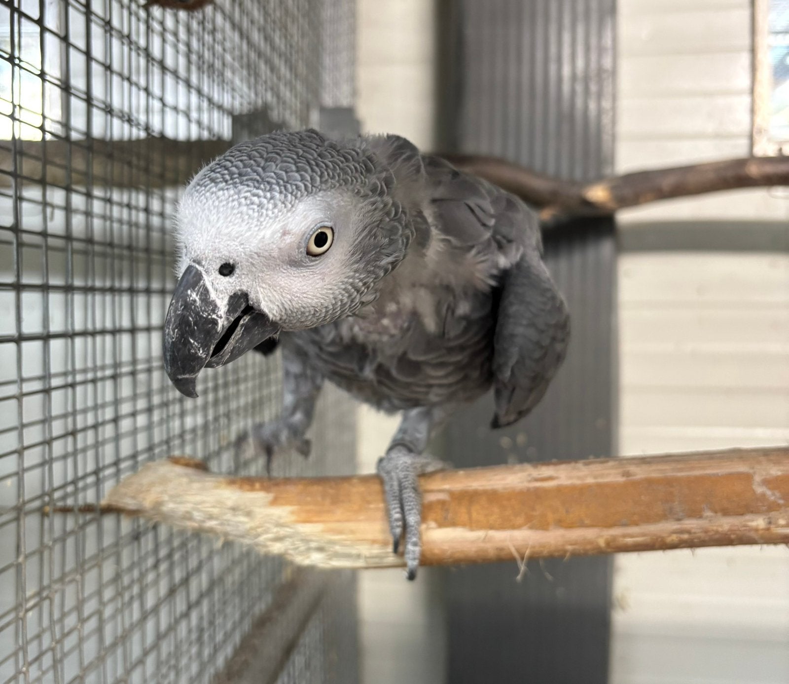 Grijze roodstaart man, Animaux & Accessoires, Oiseaux | Perruches & Perroquets