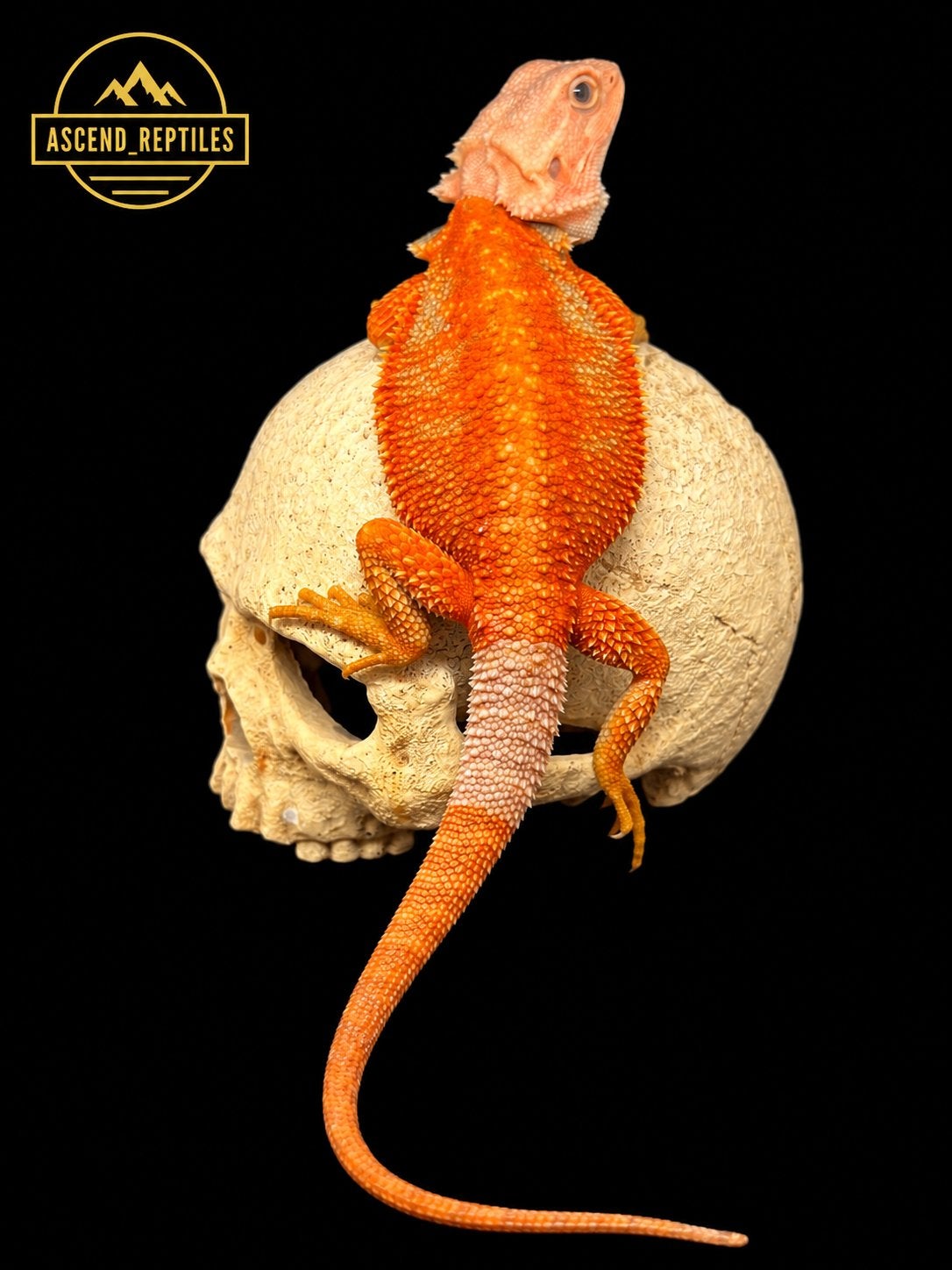 Orange Blue Bar Hypo Trans man – Baardagaam NK 2026, Dieren en Toebehoren, Hagedis, Tam, 0 tot 2 jaar