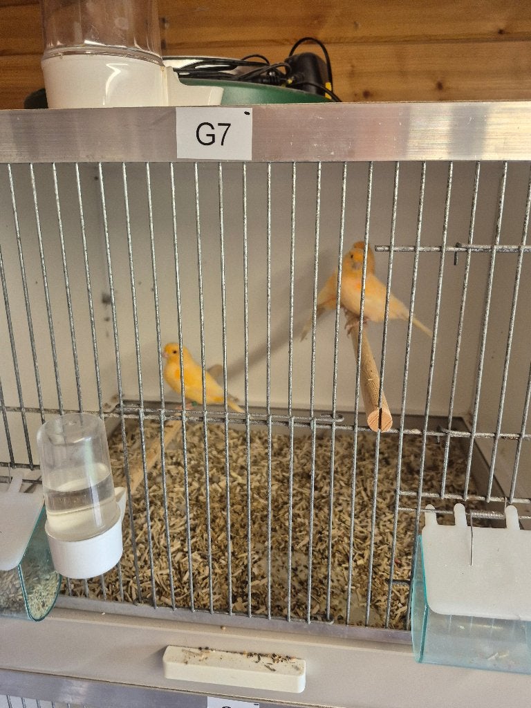 kanaries, Dieren en Toebehoren, Meerdere dieren, Kleurkanarie