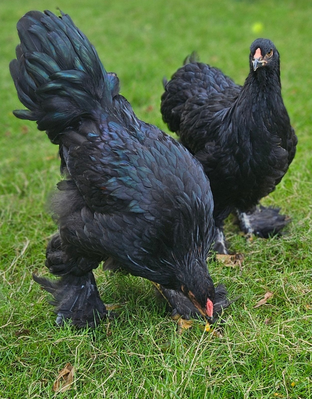 koppel zwarte Brahma's, Dieren en Toebehoren