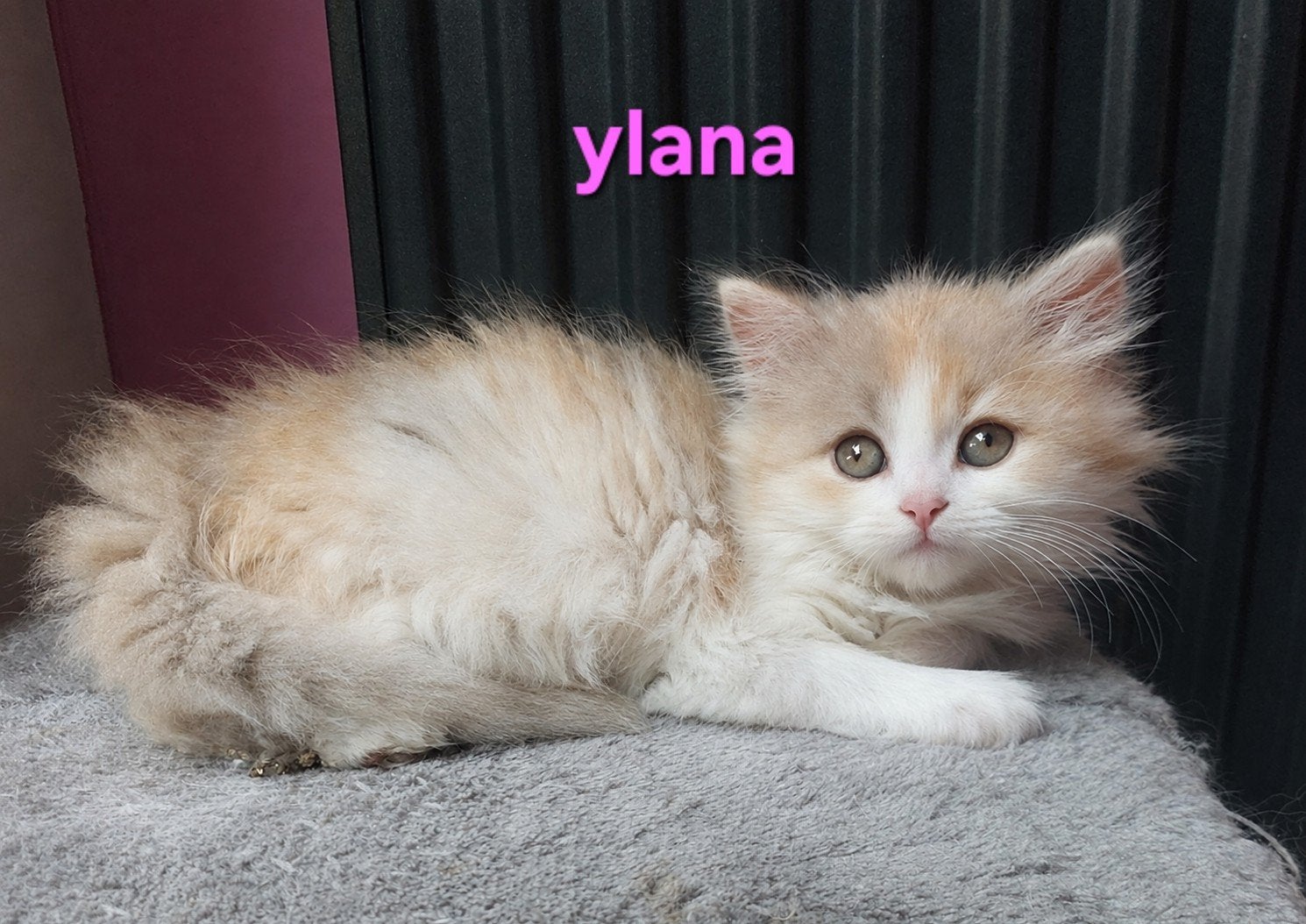 selkirk straight dame, Chatte ou Chat, Avec pedigree, 0 à 2 ans