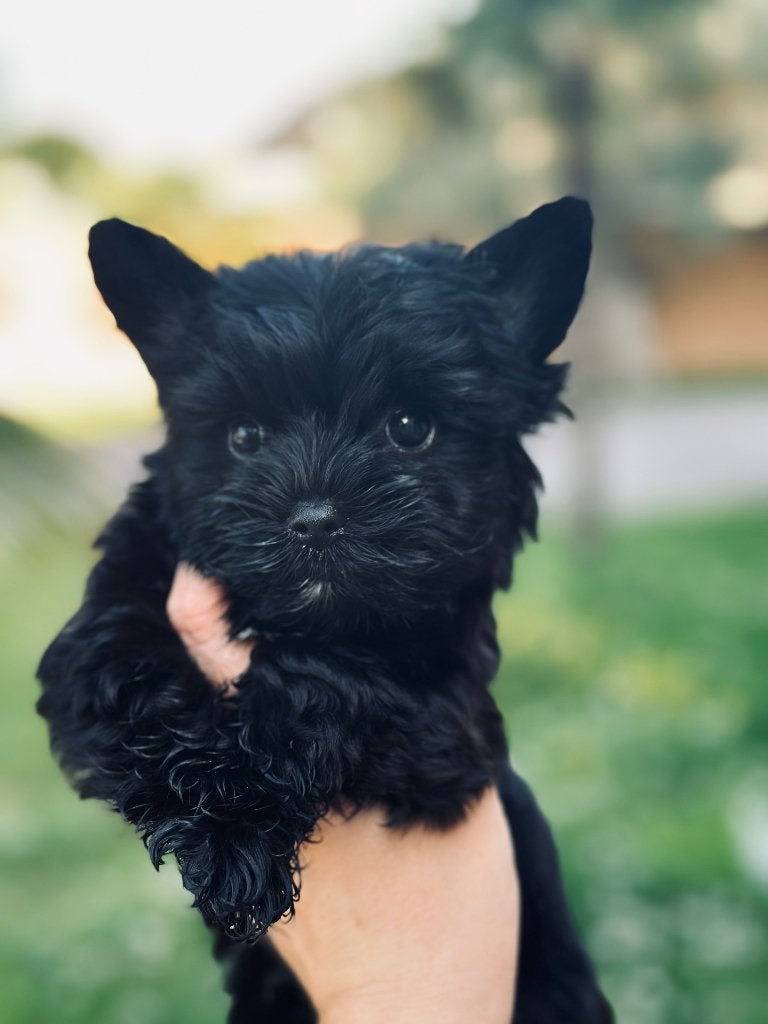 Yorkshire noir terrier ONYX, Yorkshire Terriër, Fokker | Hobbymatig, HCC (leverziekte), Reu