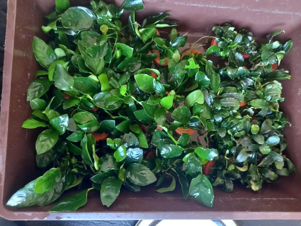 Anubias, Dieren en Toebehoren, Vissen | Aquaria en Toebehoren, Ophalen