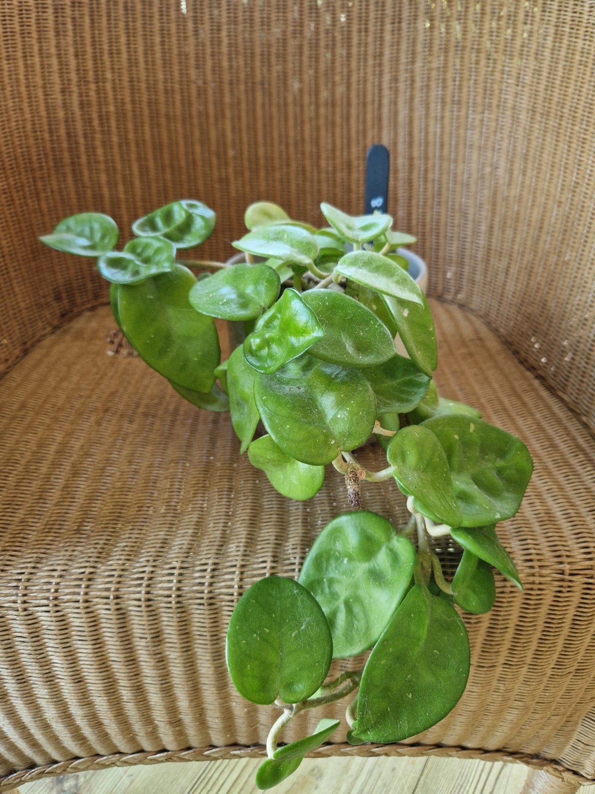 Hoya Krinkle 8, Huis en Inrichting, Kamerplanten, Ophalen of Verzenden