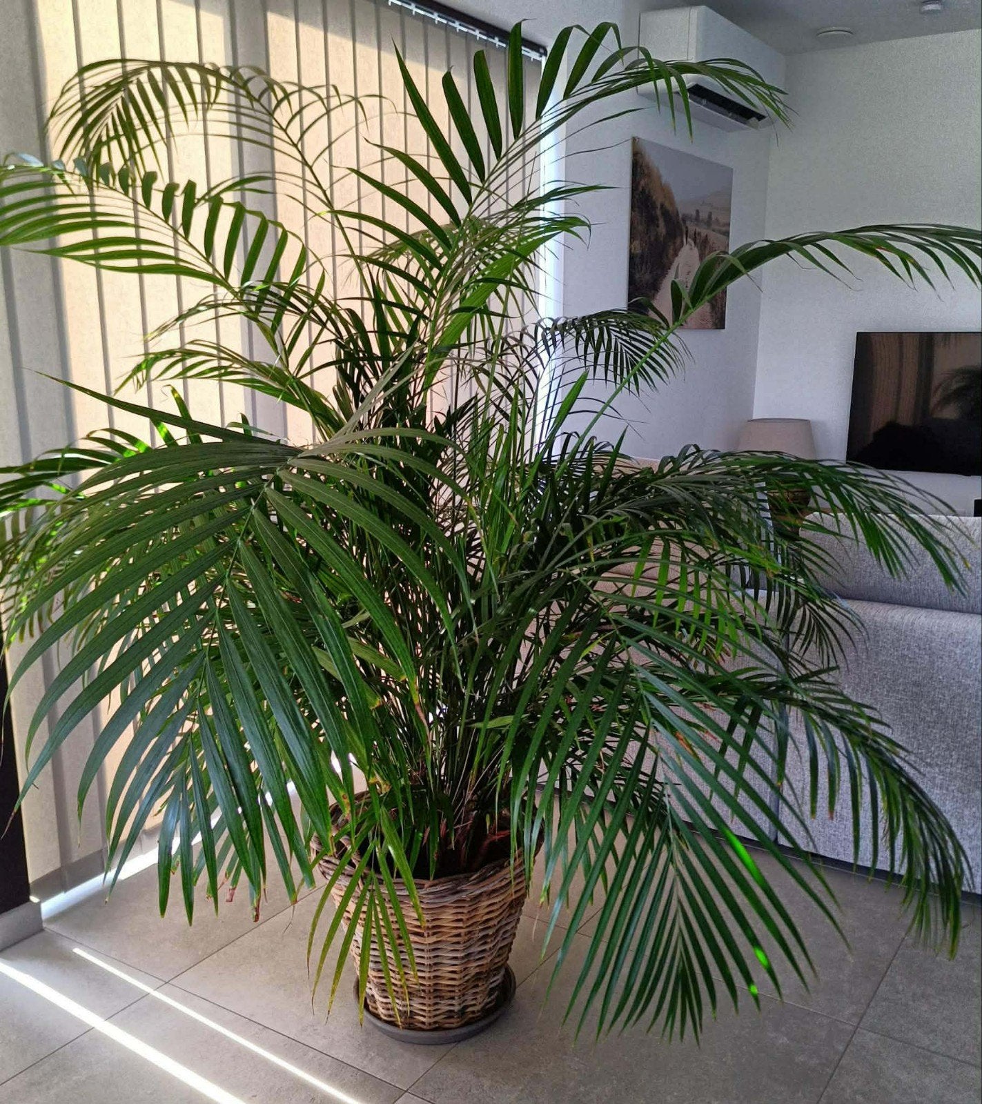 Areca - grande plante verte d'intérieur..., Enlèvement