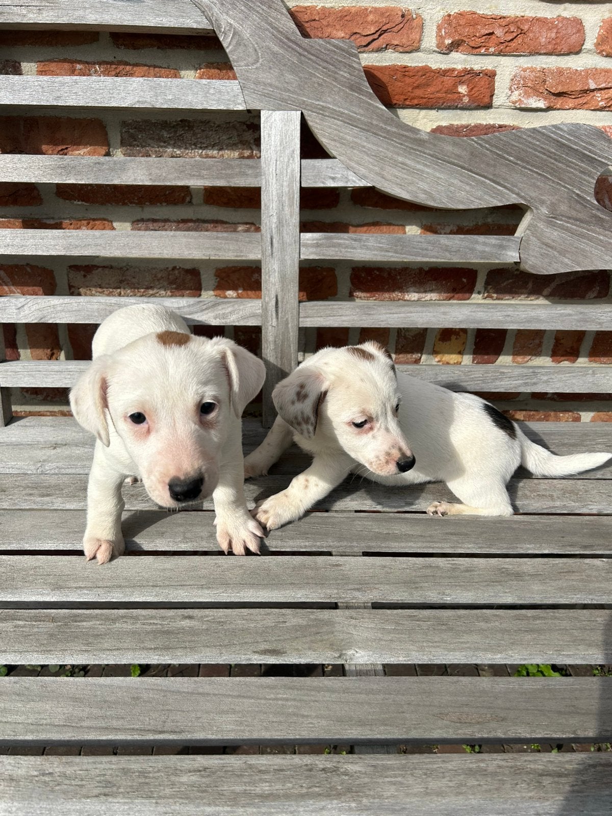 Chiots Jack Russell, Maladie de Carré (chiens), Petit, Chienne, Belgique