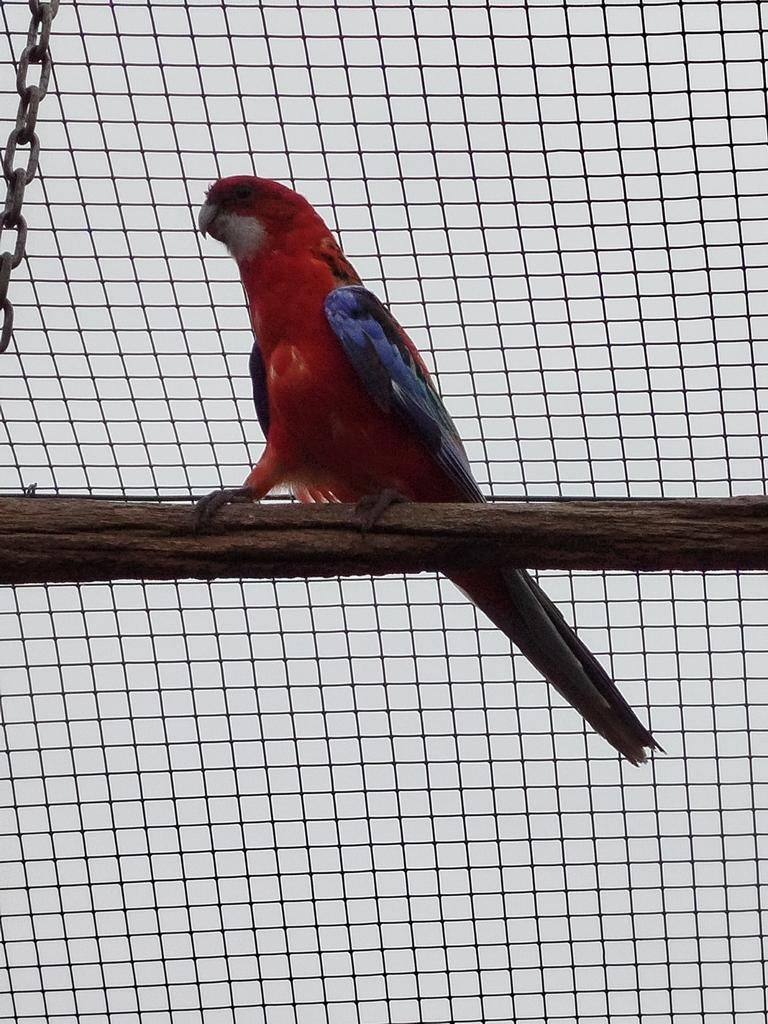 Rozella, Dieren en Toebehoren, Vogels | Parkieten en Papegaaien
