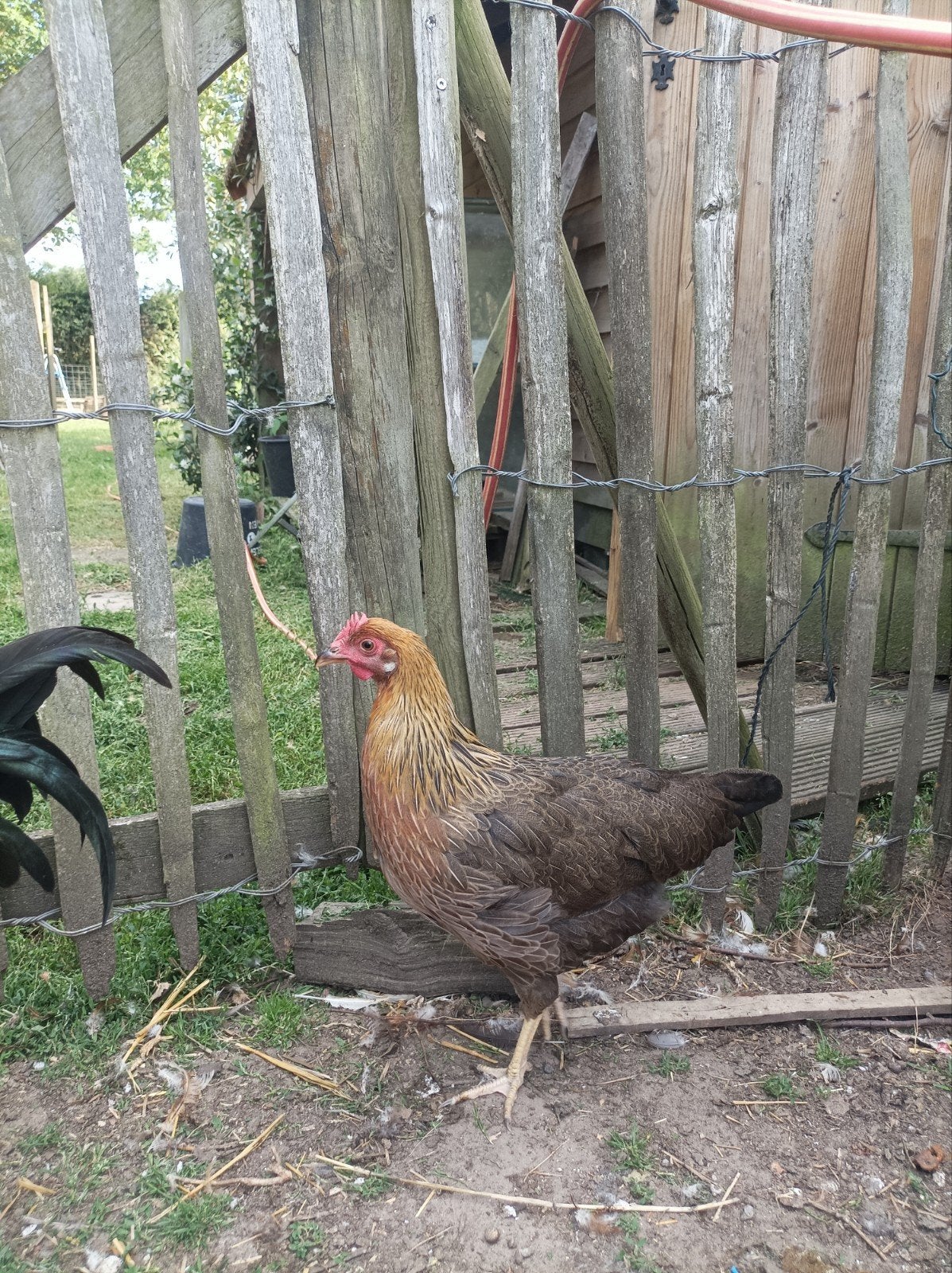 Leghorn Patrijs