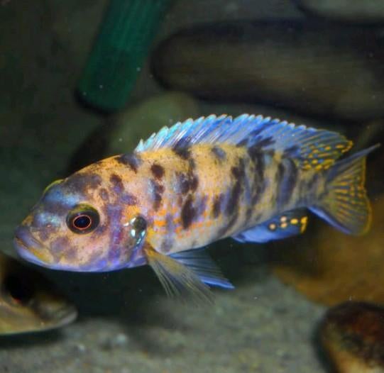 Baby ciclids te koop, Dieren en Toebehoren, Vis, Zoetwatervis, Schoolvis