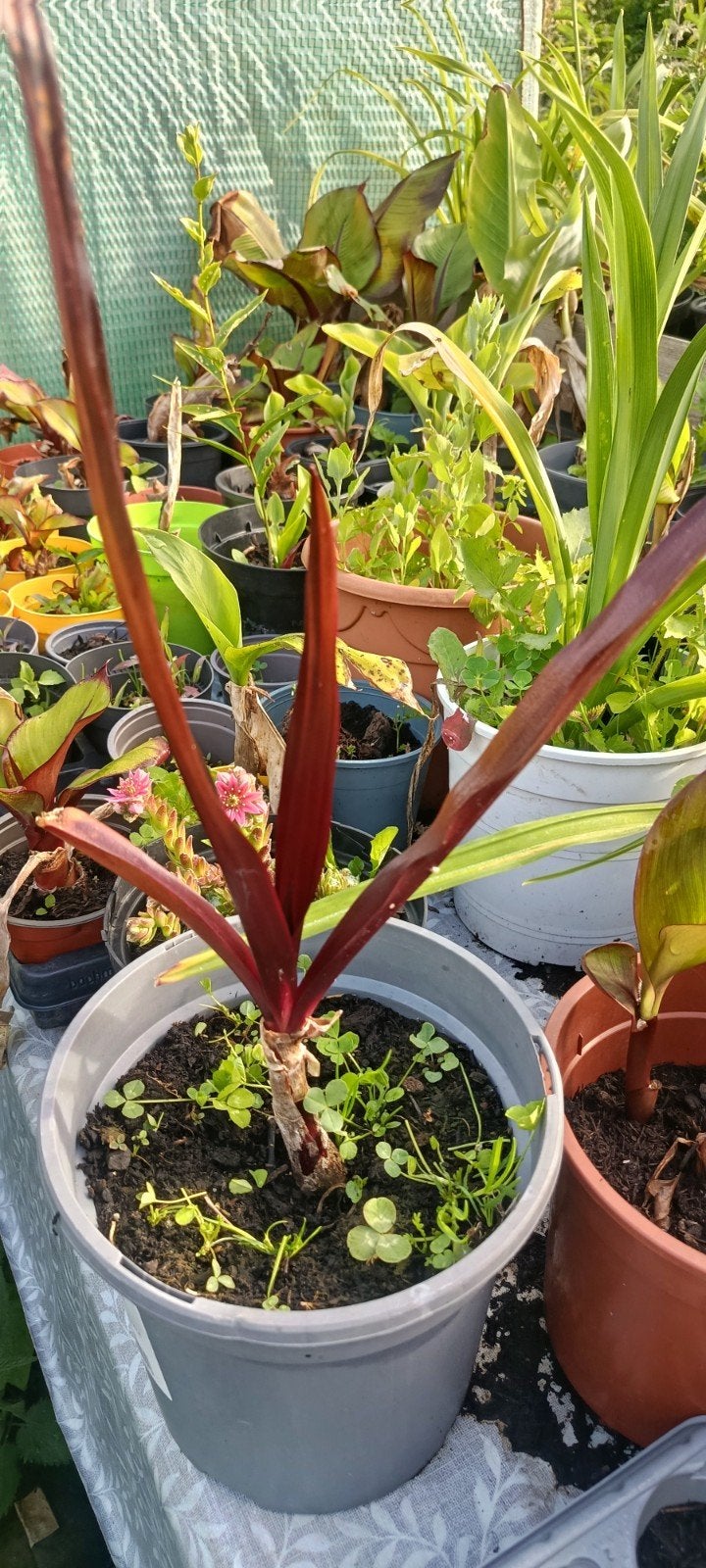 Crinum asiaticum purpureum, Enlèvement