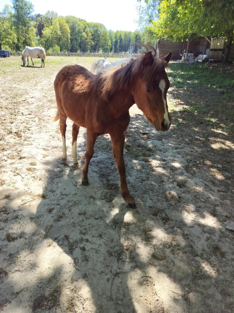 Welsh jaarlingen, Met stamboom, B, 0 tot 2 jaar, B pony (1.17m tot 1.27m)