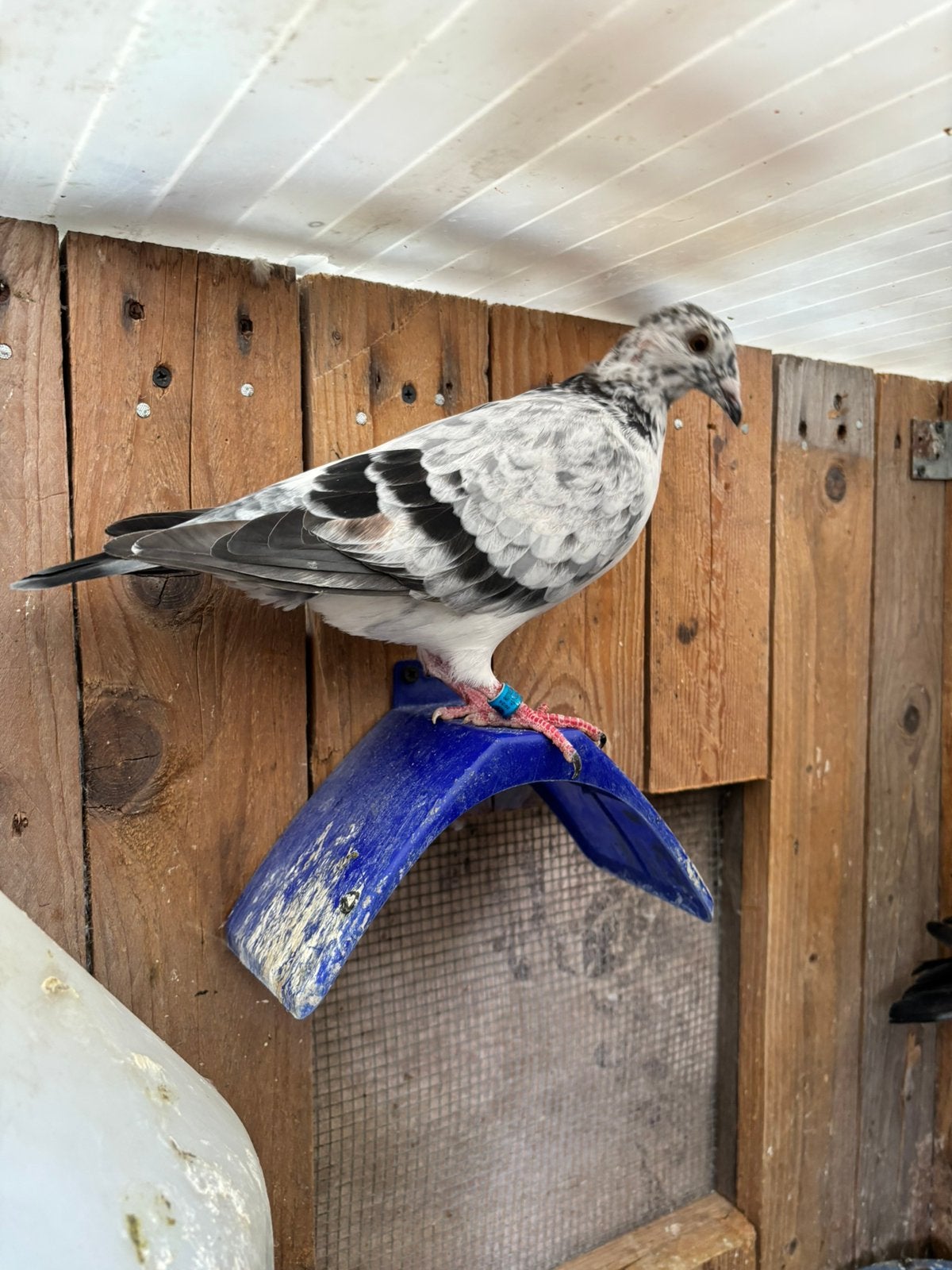 Schimmel x Meeuw jonge reis/kleurduiven te reserveren, Dieren en Toebehoren