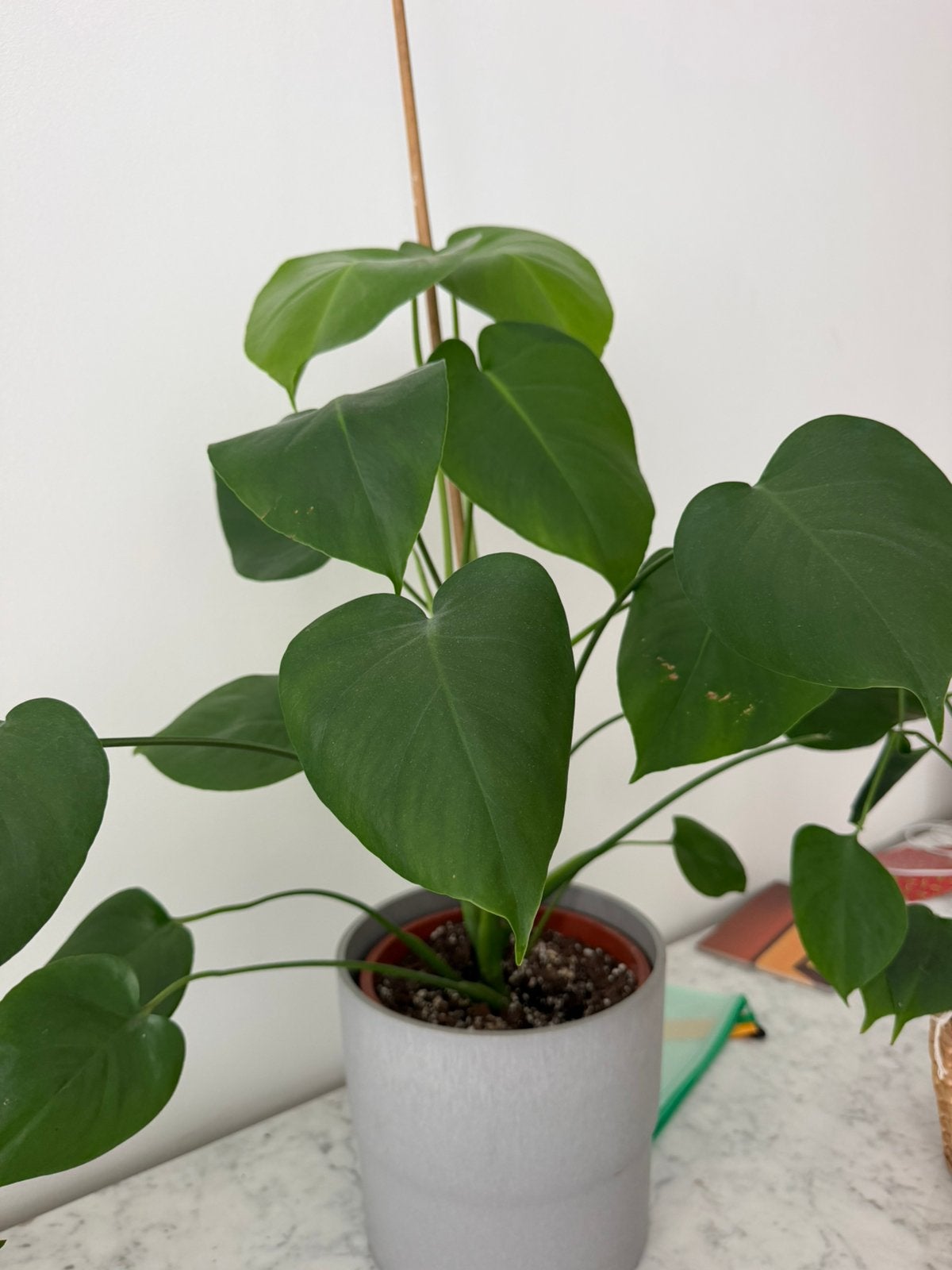 Monstera, Ophalen
