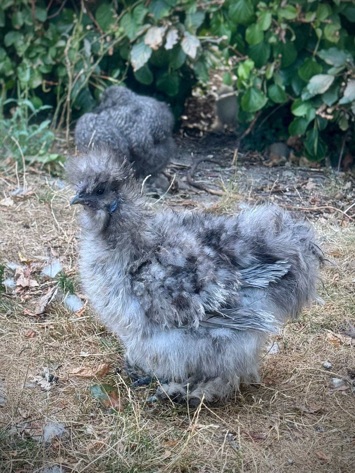 Zijdehoen frizzle haan splash, Mâle, Poule ou poulet