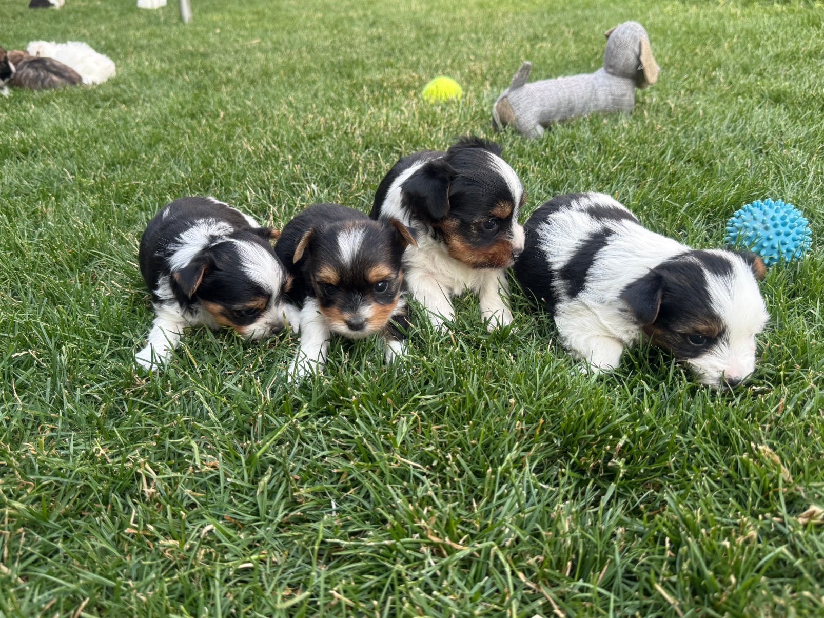 Biewer york puppies, België, 8 tot 15 weken, Meerdere, Meerdere dieren