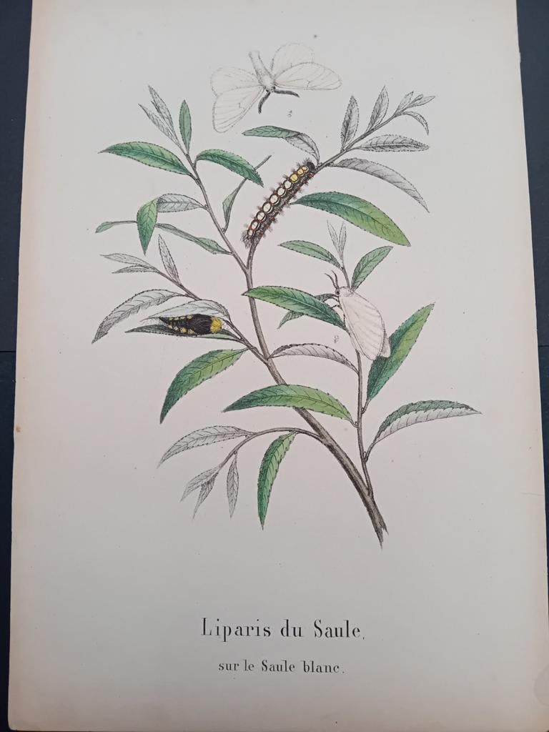 Gravure ancienne Mites et chenilles lot 154, Enlèvement ou Envoi