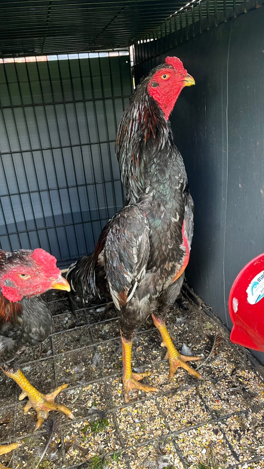 O Shamo Hanen, Dieren en Toebehoren