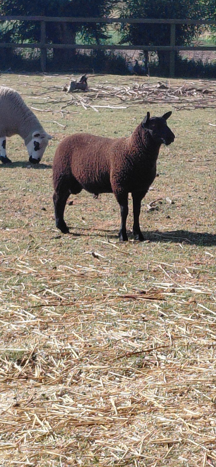 Ram, Animaux & Accessoires, Moutons, Chèvres & Cochons