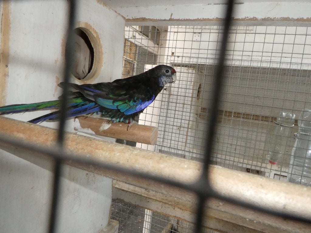 rosella parkieten, Femelle, Perruche, Bagué