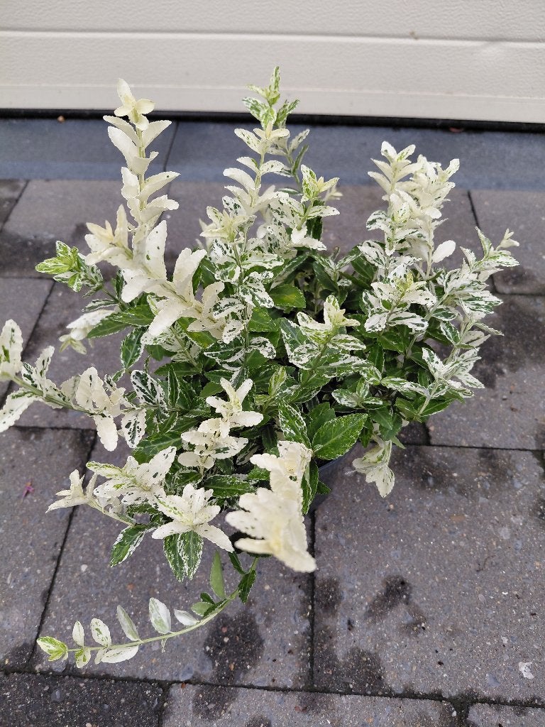 Euonymus Harlequin, Tuin en Terras, Planten | Tuinplanten, Ophalen, Halfschaduw