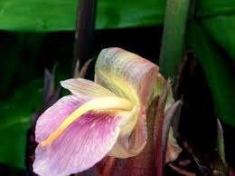 Japanse winterharde gember zingiber mioga, Autres espèces, Été, Enlèvement, Plante fixe