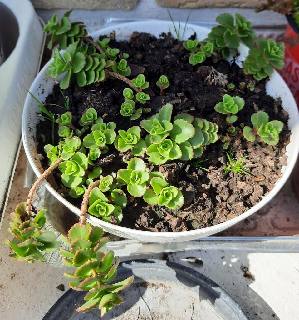Vetplantjes, Tuin en Terras, Ophalen, Vaste plant, Bodembedekkers, Halfschaduw