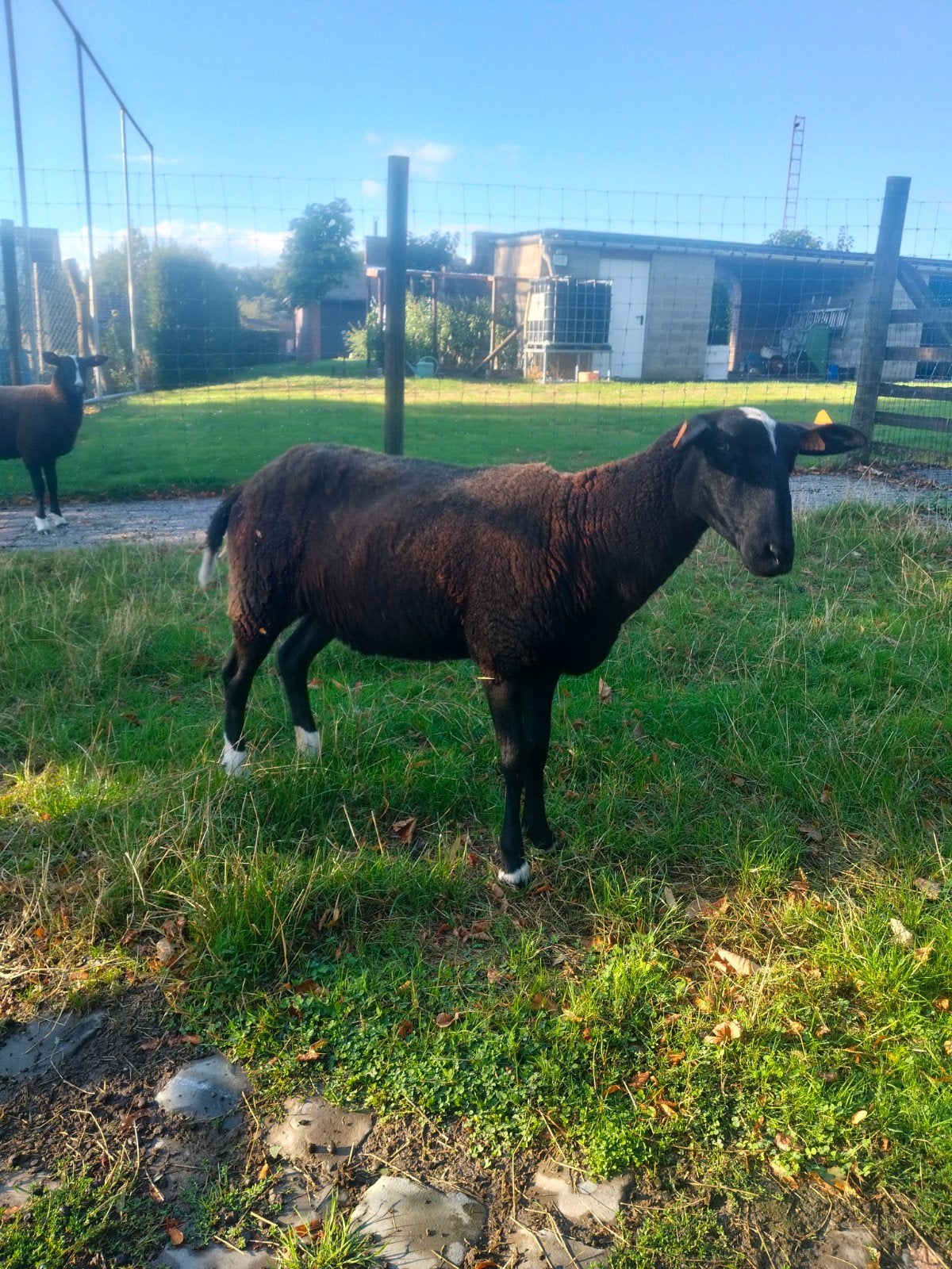 Zwartblesooien, Femelle, Mouton, 3 à 5 ans