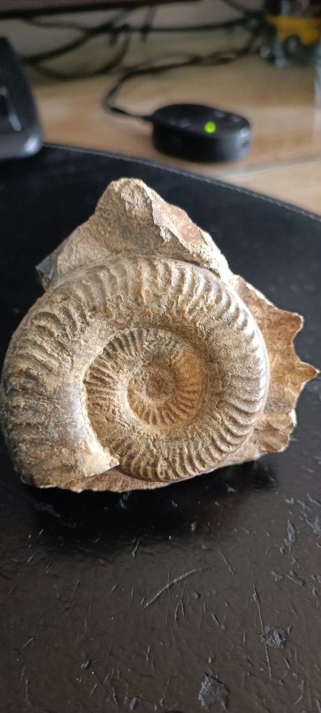 collection, Collections, Envoi, Fossile